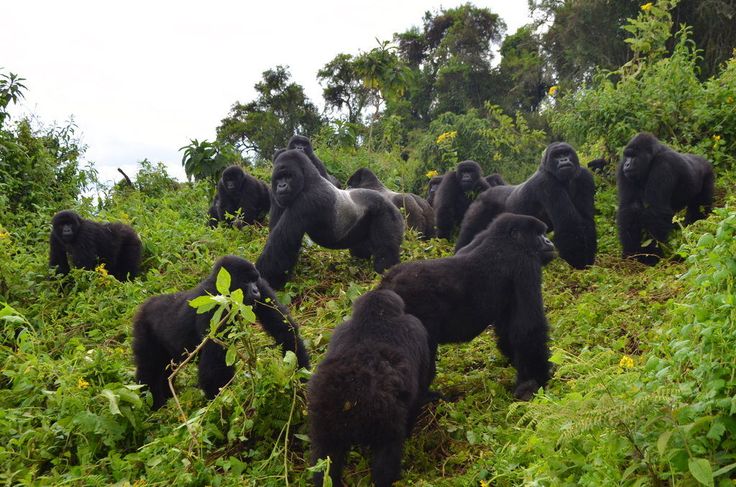 3 Days Gorilla Trekking Safari (Rwanda)